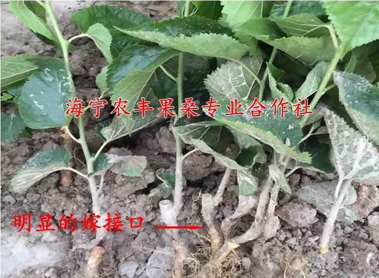 无籽大十果桑苗 嫁接桑葚苗 桑果树 苗桑葚树 庭院盆栽地栽 果树汁多