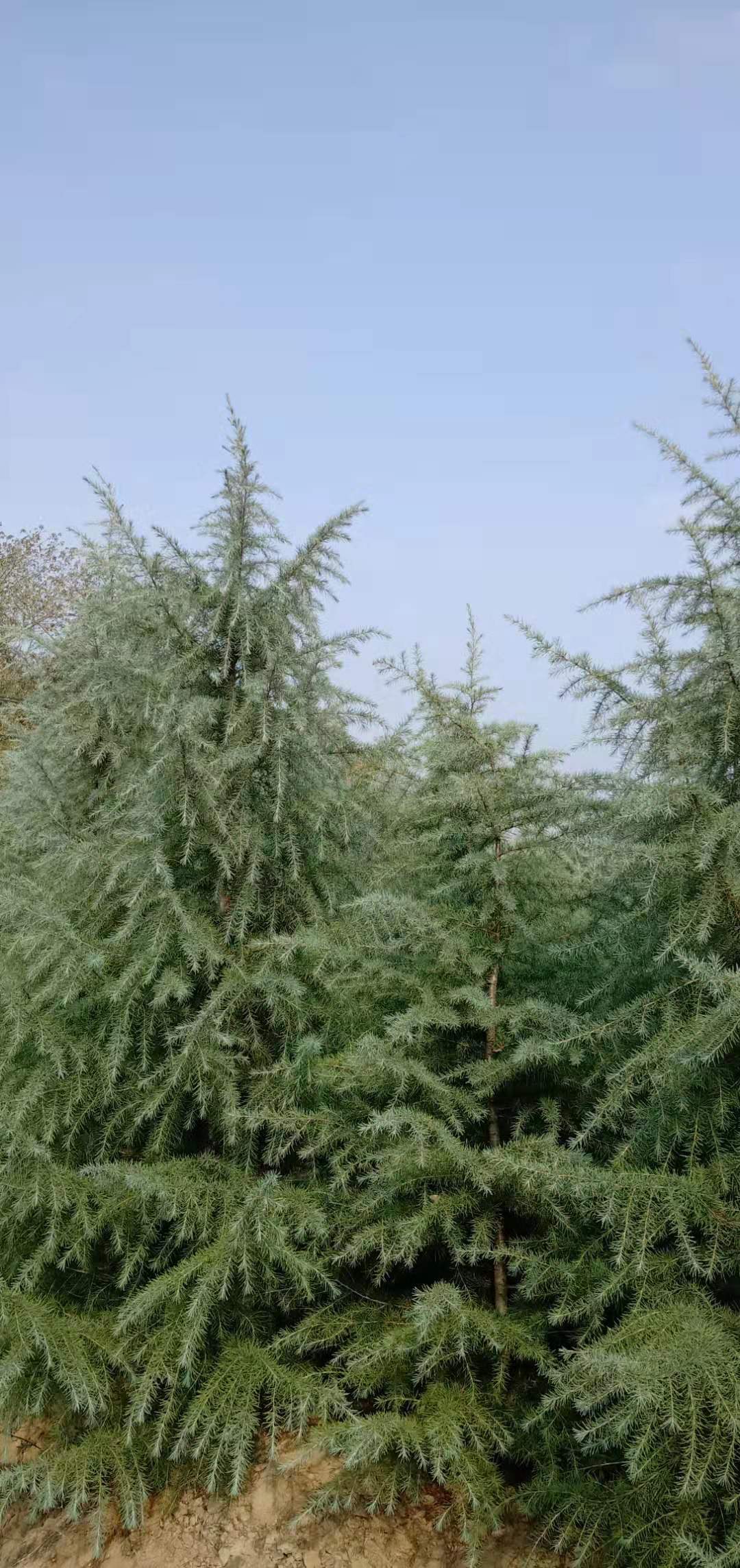 雪松,又称香柏,是松科雪松属(学名:cedrus)植物的统称.